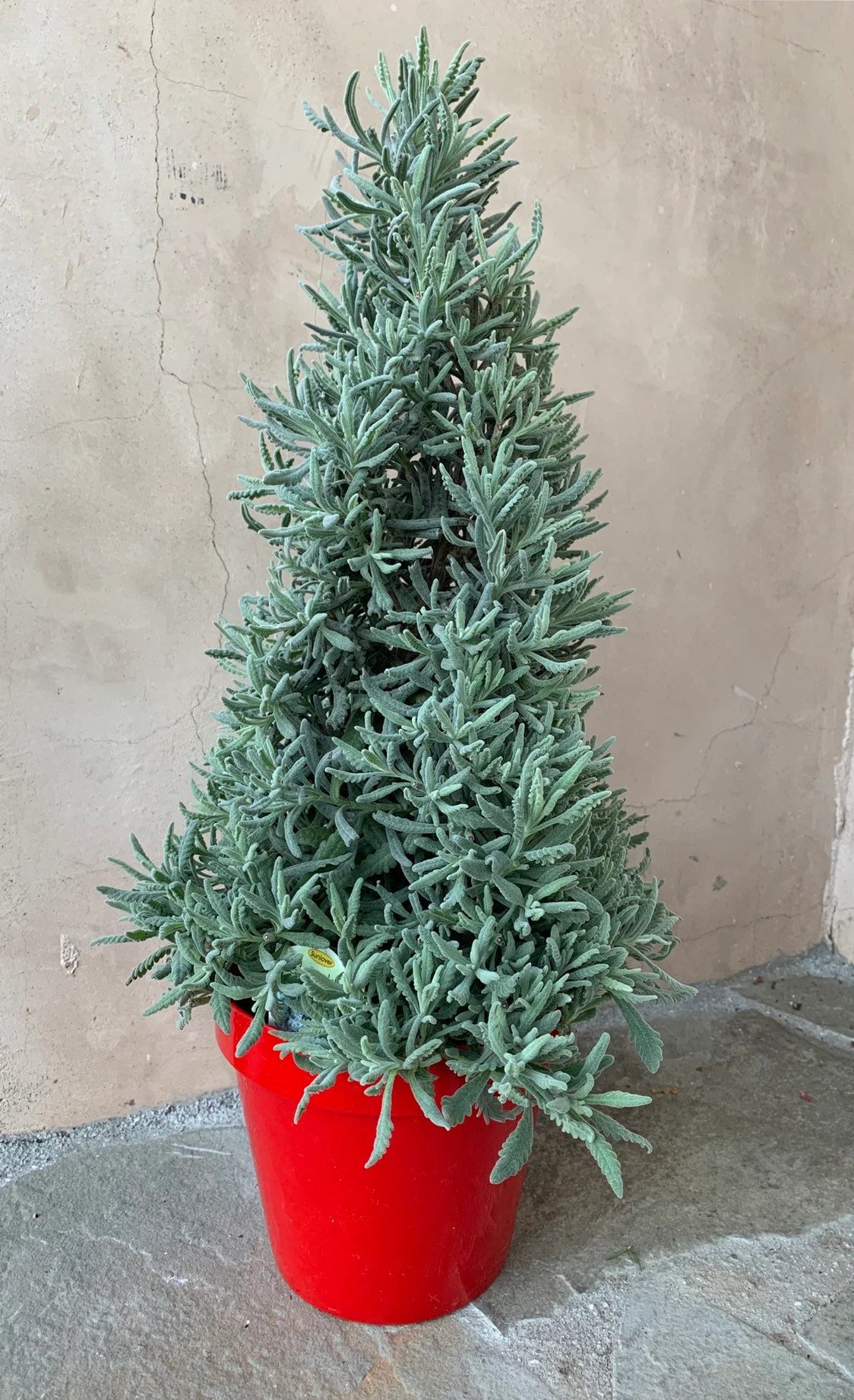 Lavender Christmas Tree - Live Plant Holiday For Sale