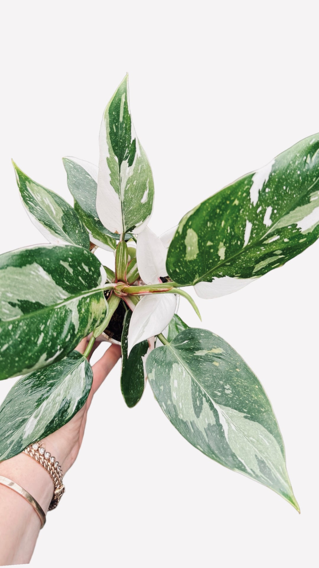 white princess philodendron for sale Philodendron White Princess | 4" Pot