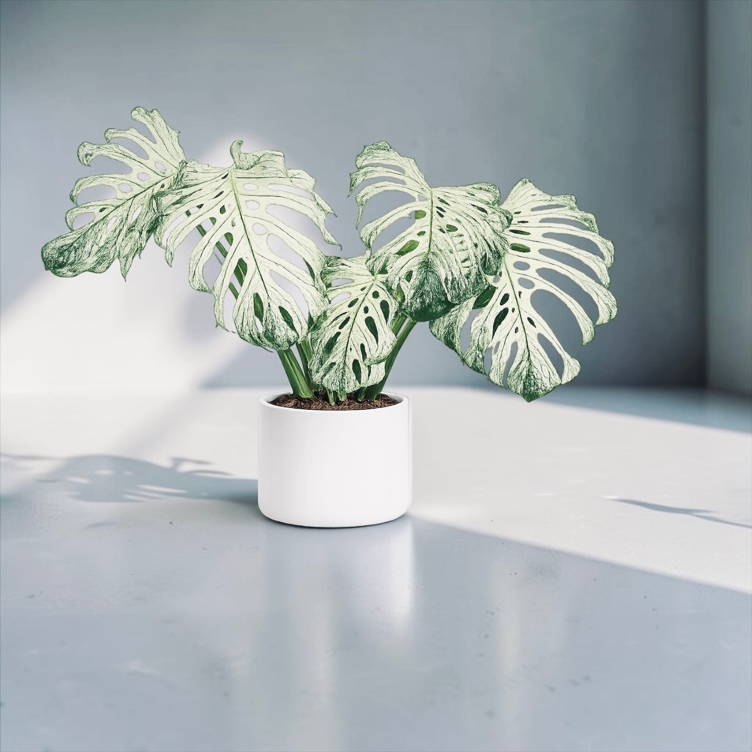 Monstera Devil Monster 