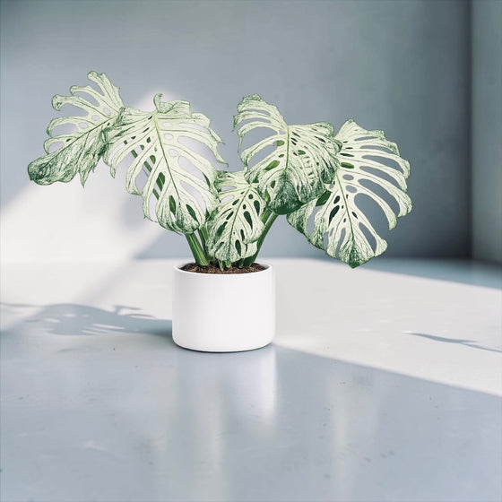 Monstera Devil Monster * rare aroid plant