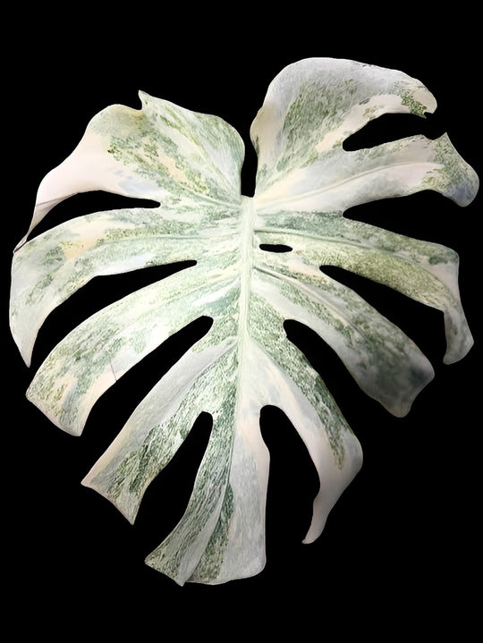 Monstera White Monster