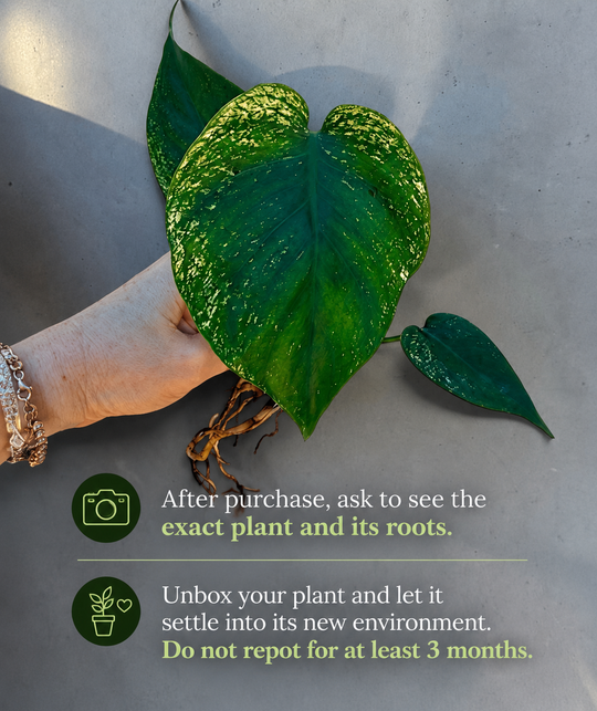 Monstera devil monster 