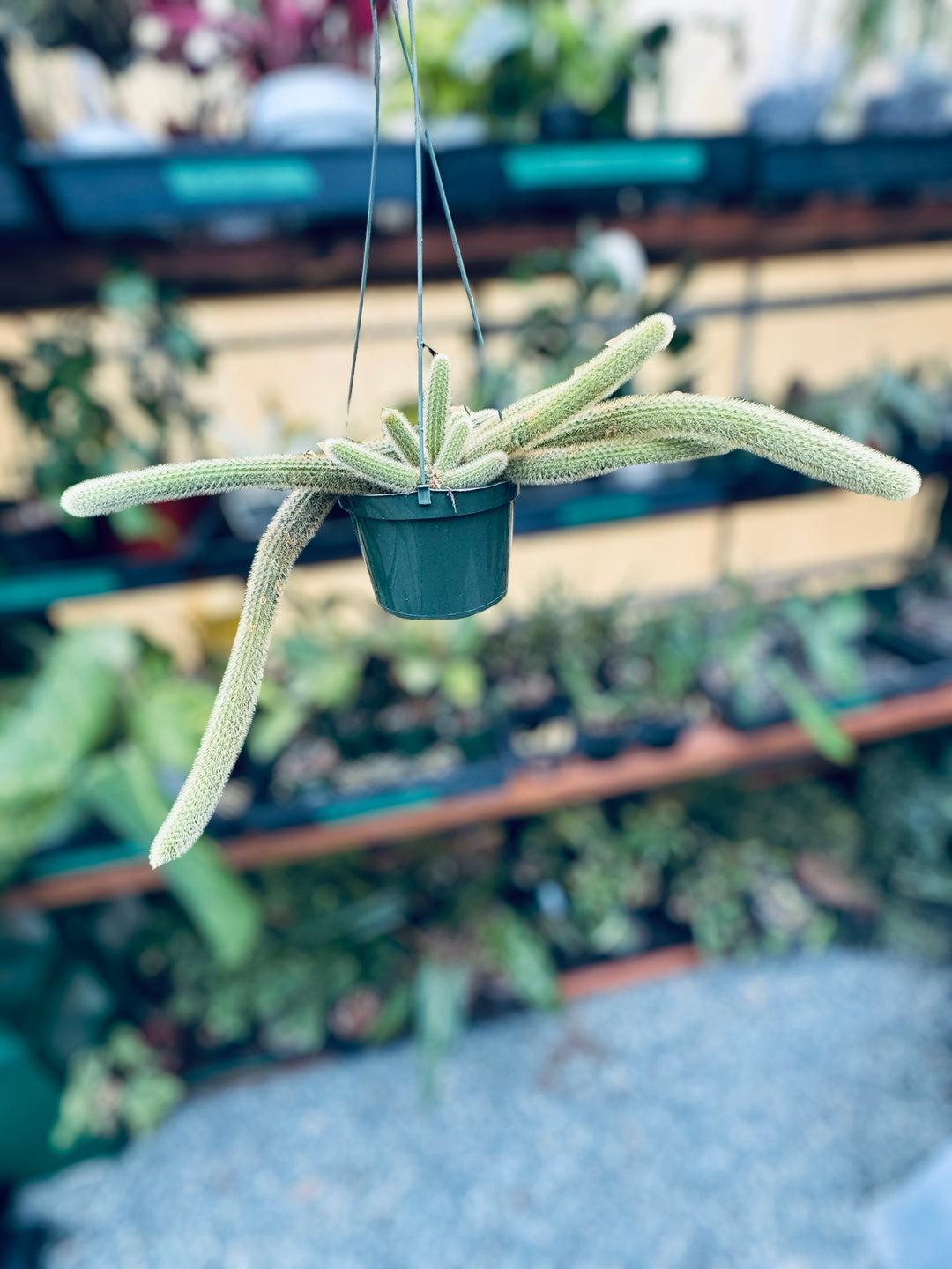 monkey plant succulent Monkey Tail Cactus – Plant Vault