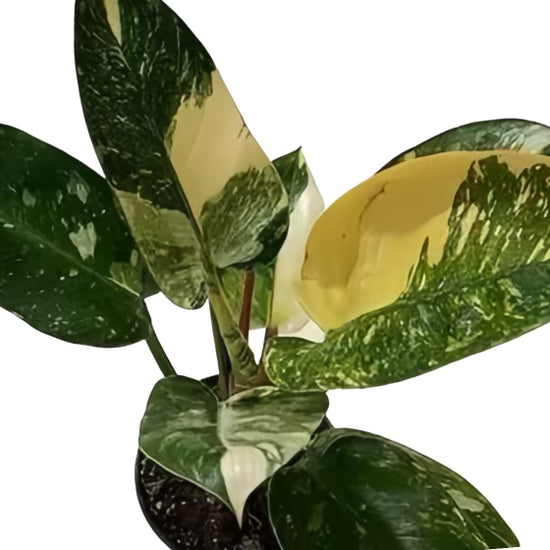 Rare variegated Green Congo Nuclear - Plant Vault houseplants for sale