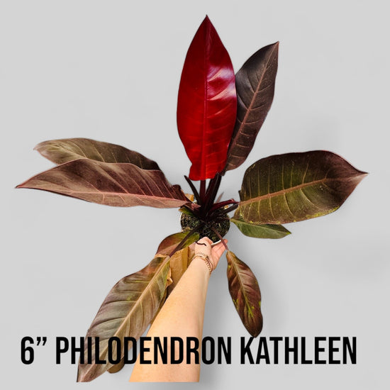 Philodendron Kathleen