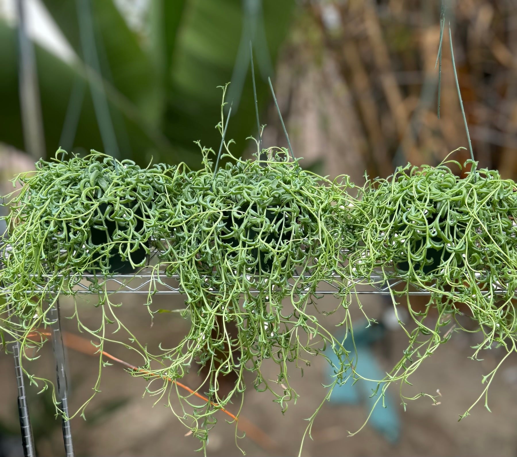 String of Dolphins for sale at Plant Vault close