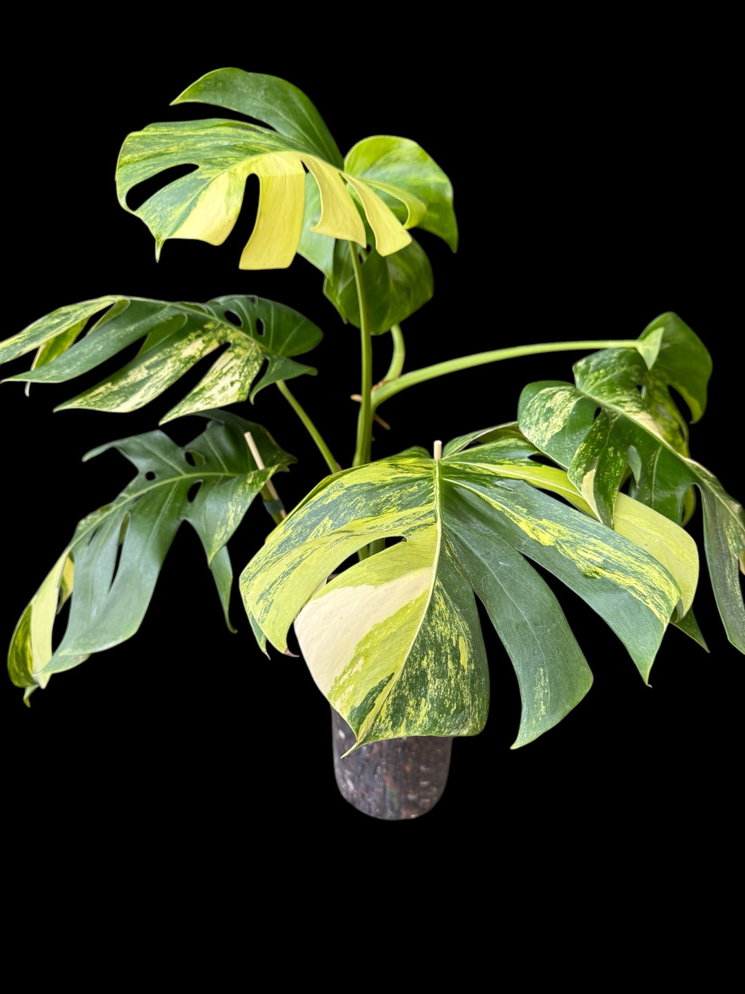 monstera aurora Monstera Aurea Variegated – Plant Vault