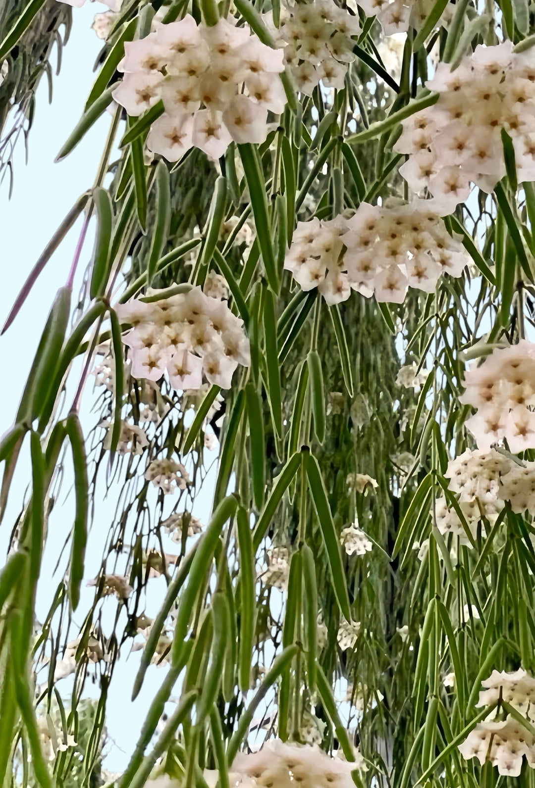 Hoya Linearis for sale 