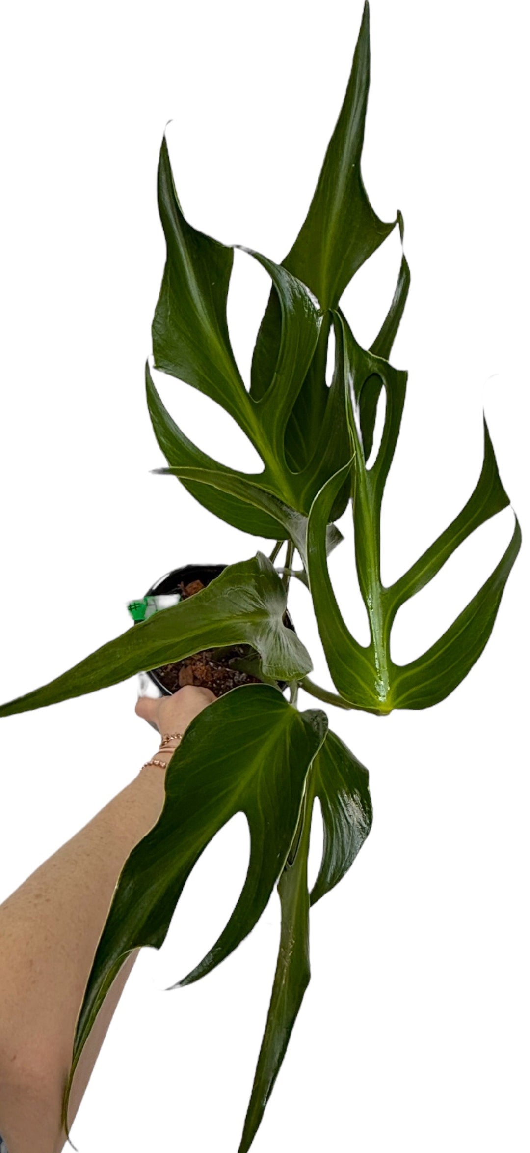burle marx flame monstera Monstera Burle Marx Flame – Plant Vault