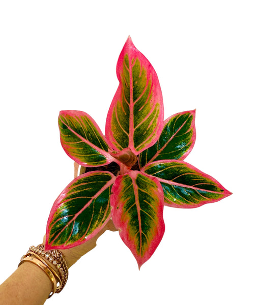 aglaonema lotus delight Aglaonema Lotus Delight – Super Rare Tropical Indoor Plant in a 5” Pot –  Plant Vault
