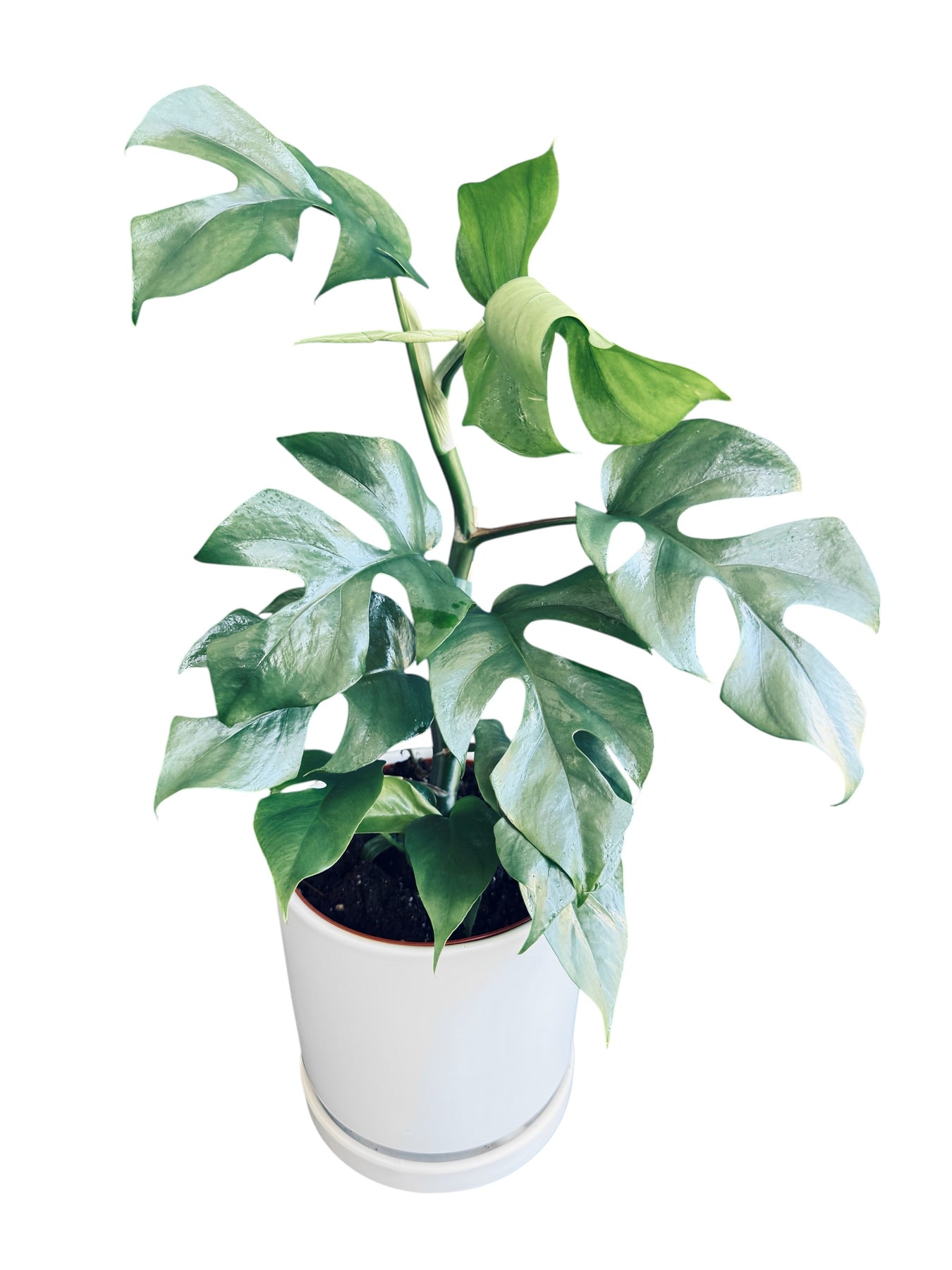 blue monstera plant Blue Steel Monstera – Plant Vault