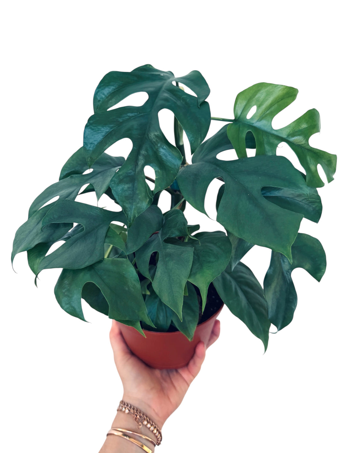 blue monstera plant Blue Steel Monstera