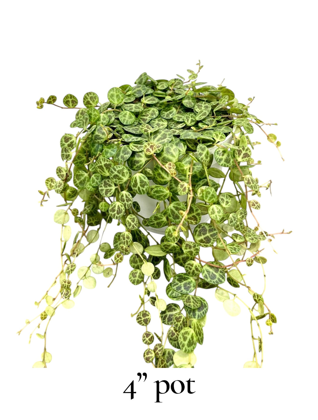 String of Turtles 4" pot for sale at Plant Vault close