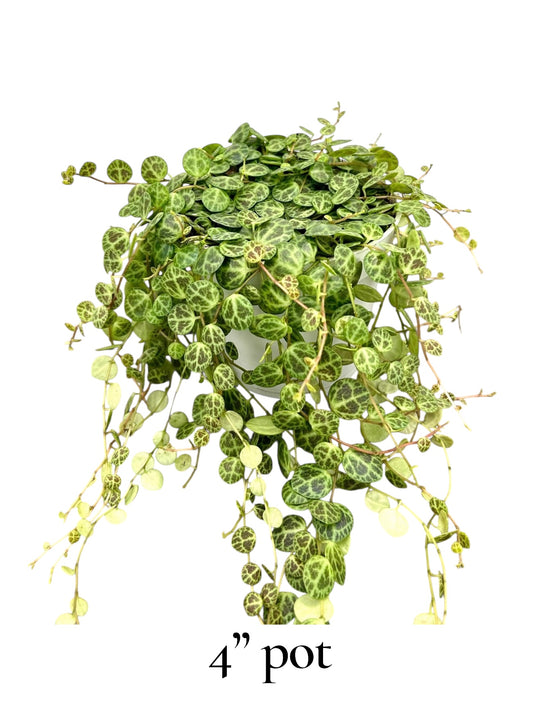 String of Turtles 4" pot for sale at Plant Vault close