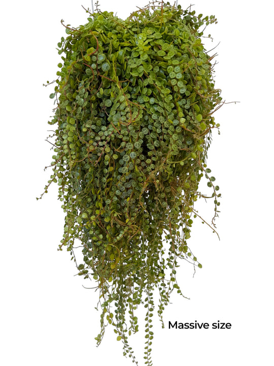 Large String of Turtles for sale at Plant Vault 