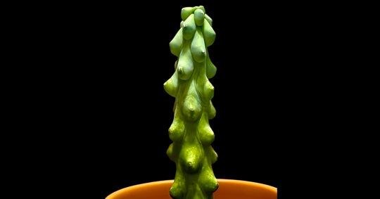 Plant Vault Boobie Cactus