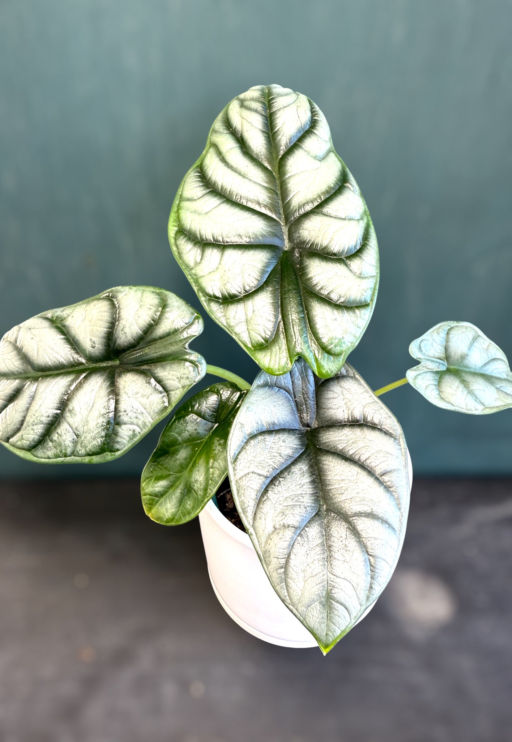 Alocasia Silver Dragon for sale