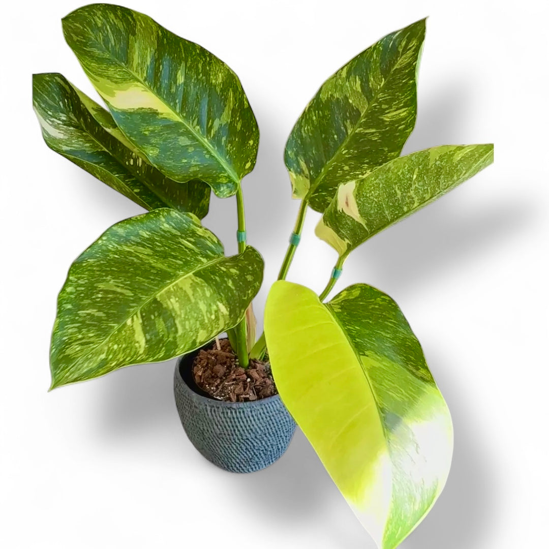philodendron green congo scientific name Philodendron Green Congo Nuclear variegated