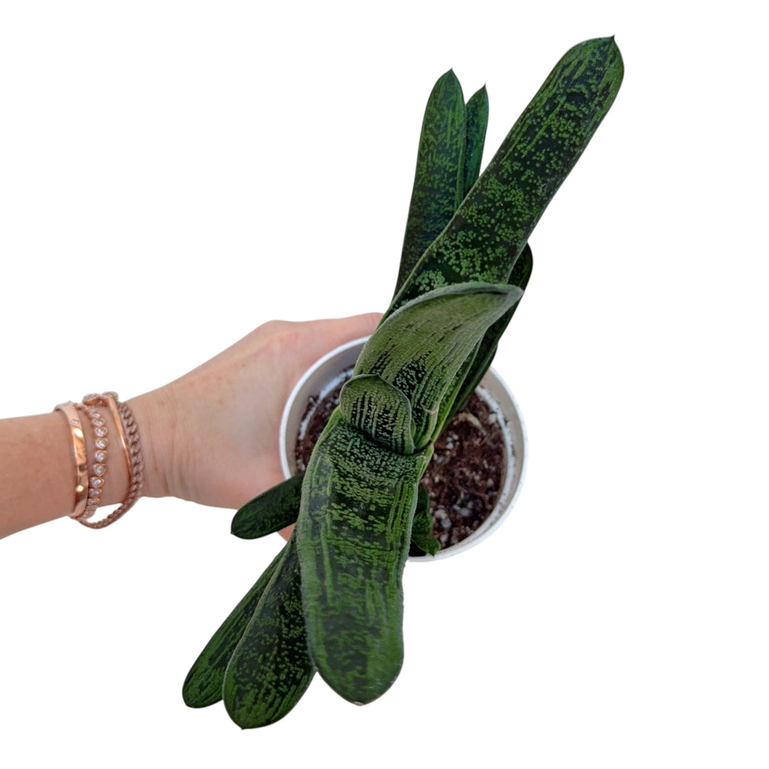 Gasteria bicolor var. liliputana