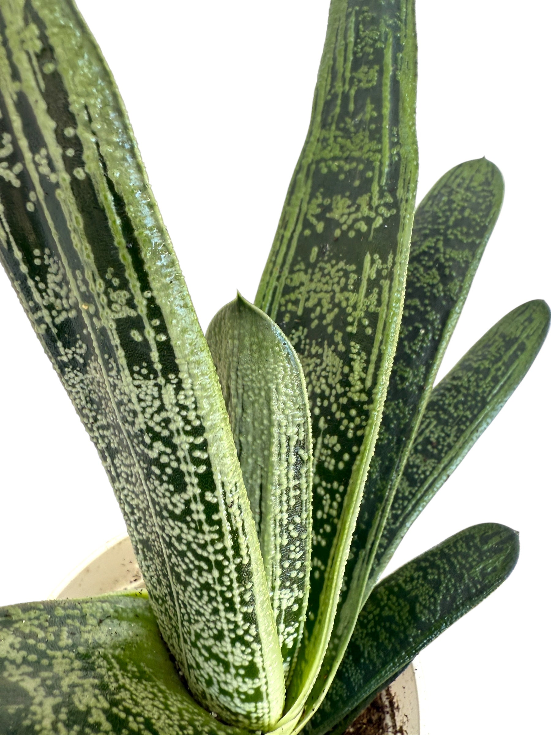 Gasteria bicolor var. liliputana succulent for sale 