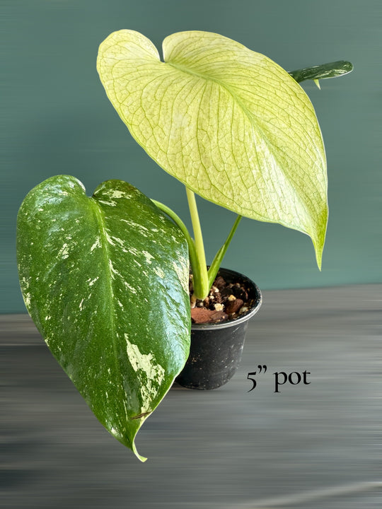 Rare Monstera Mint Variegated 