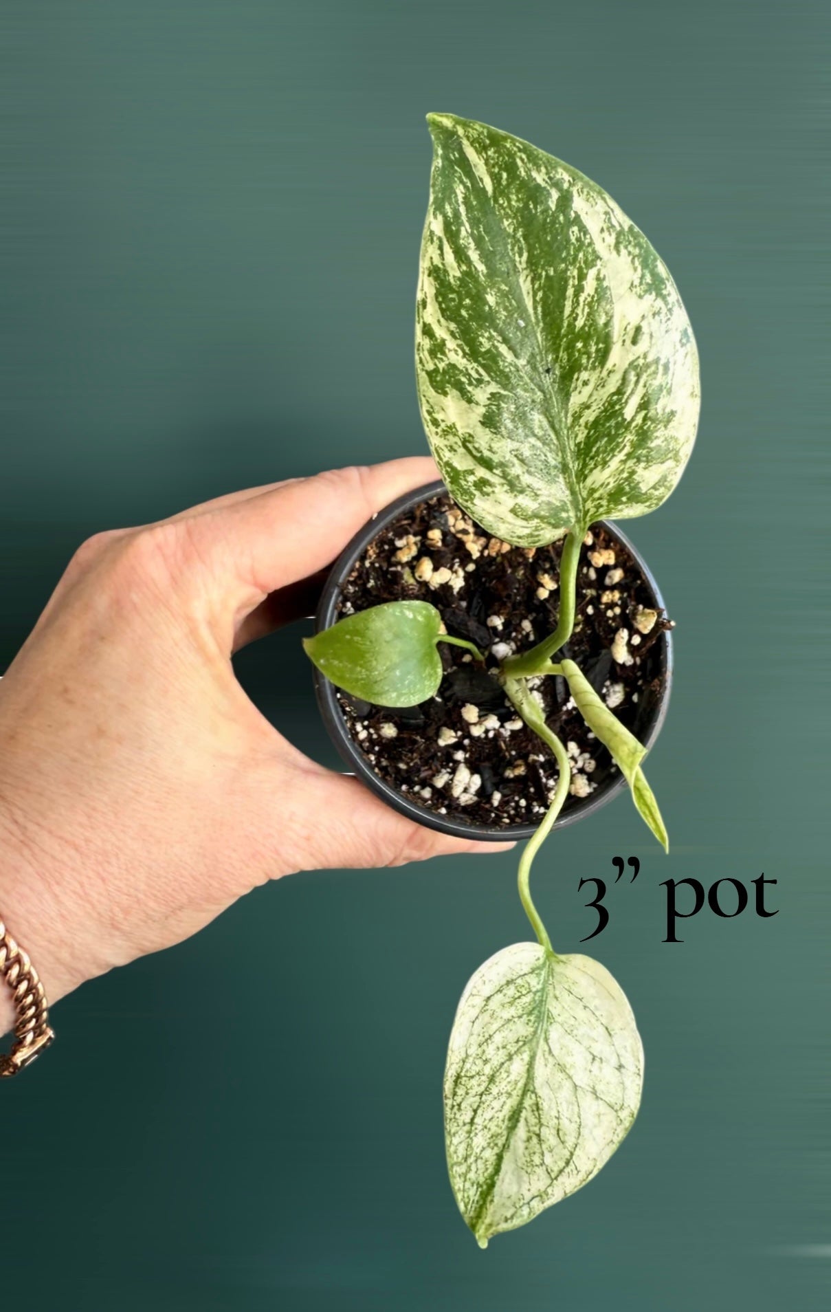 Monstera Mint Variegated (Large Rare Plant!) – Plant Vault