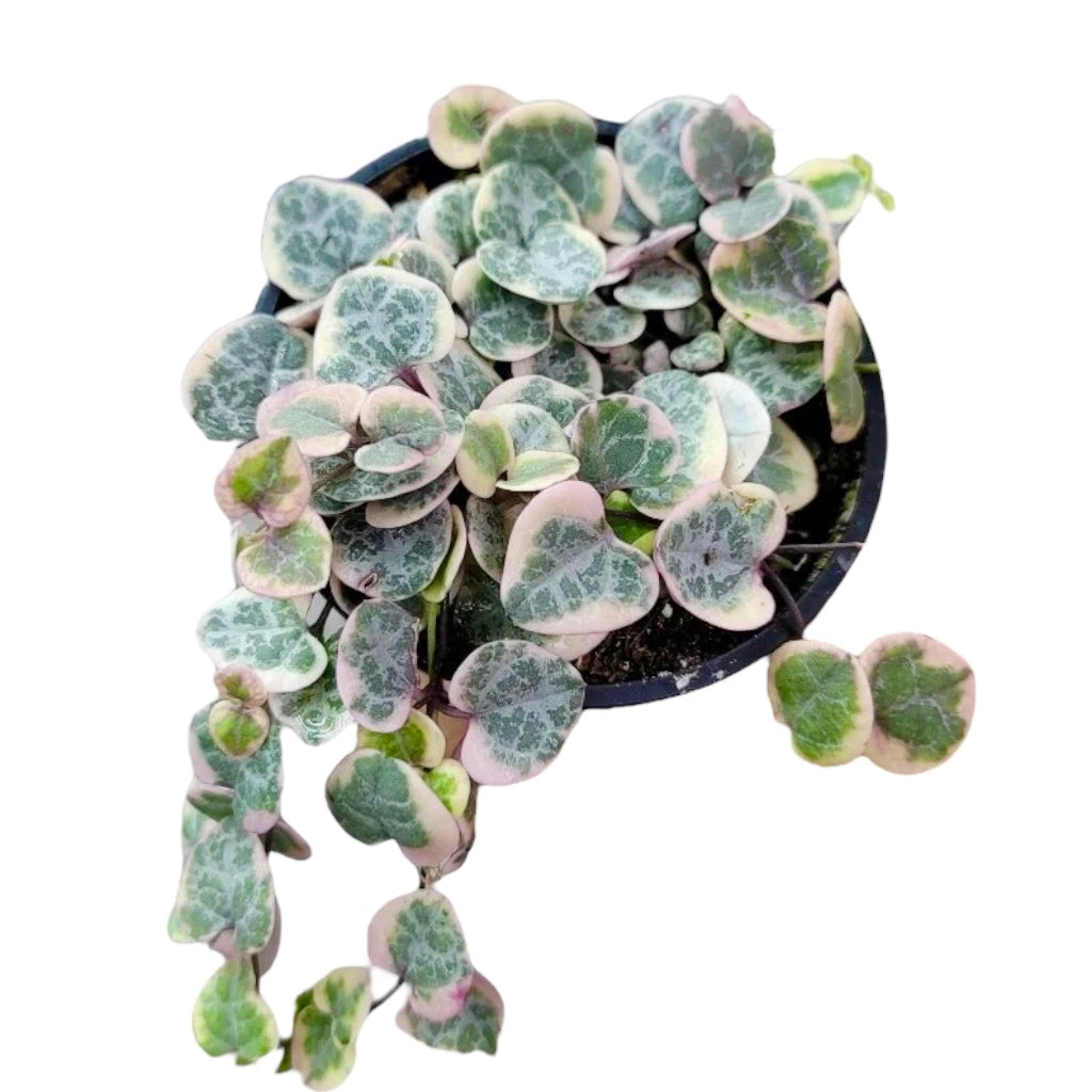 Variegated String of Hearts