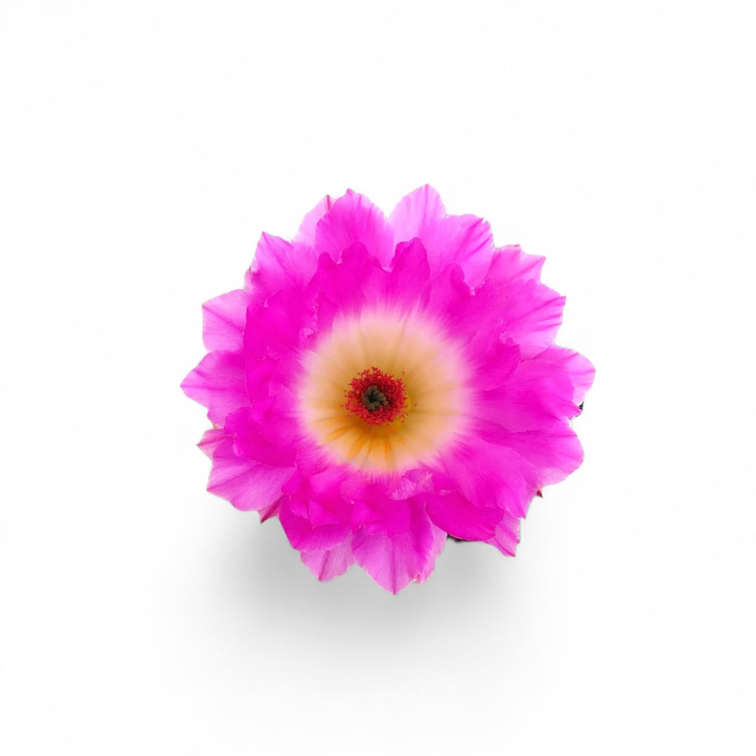 Rainbow Hedgehog Cactus