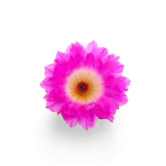 Rainbow Hedgehog Cactus