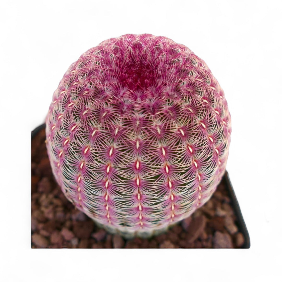 Hedgehog Cactus purple, rare