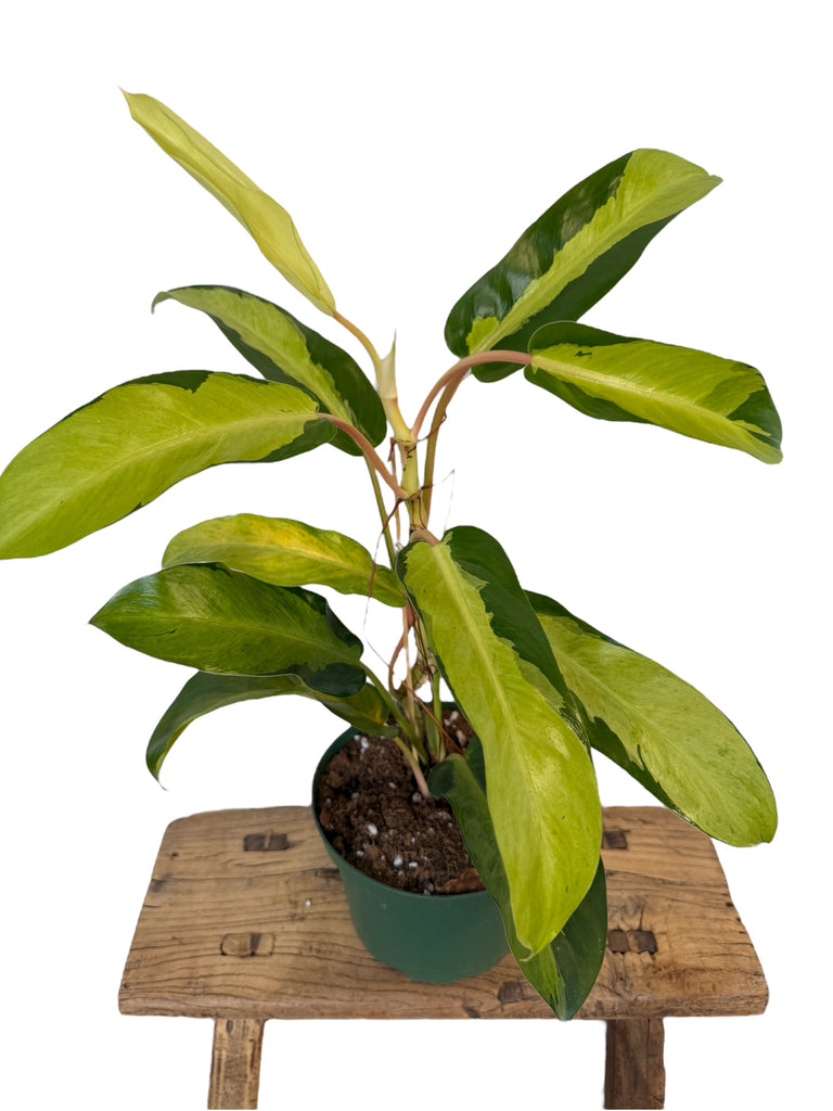 thai sunrise philodendron reverted Philodendron Thai Sunrise
