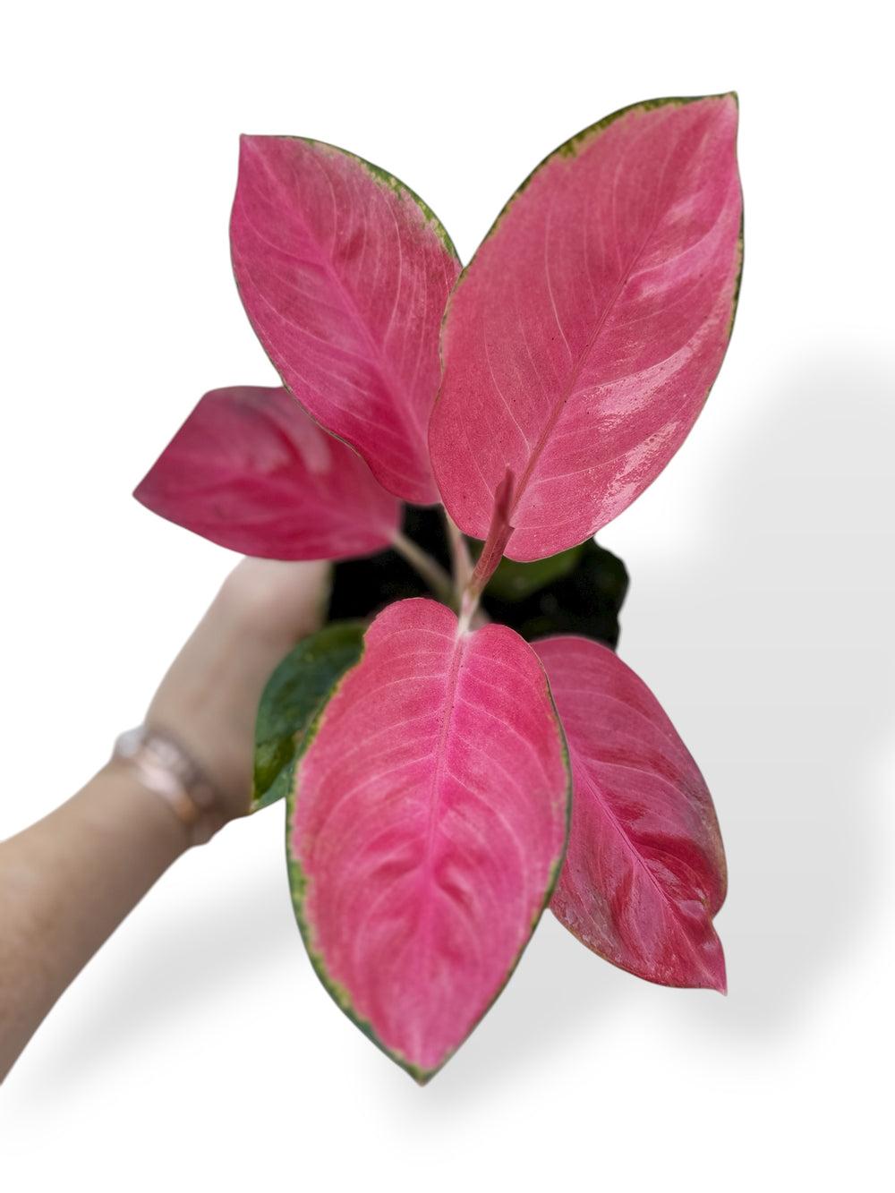 Aglaonema Lucky rare aglaonema