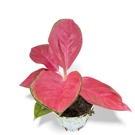 Aglaonema Lucky rare aglaonema