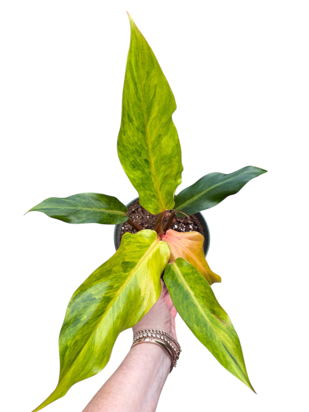 Rare Tropical Philodendron Orange Marmalade in 6 inch pot green leaves