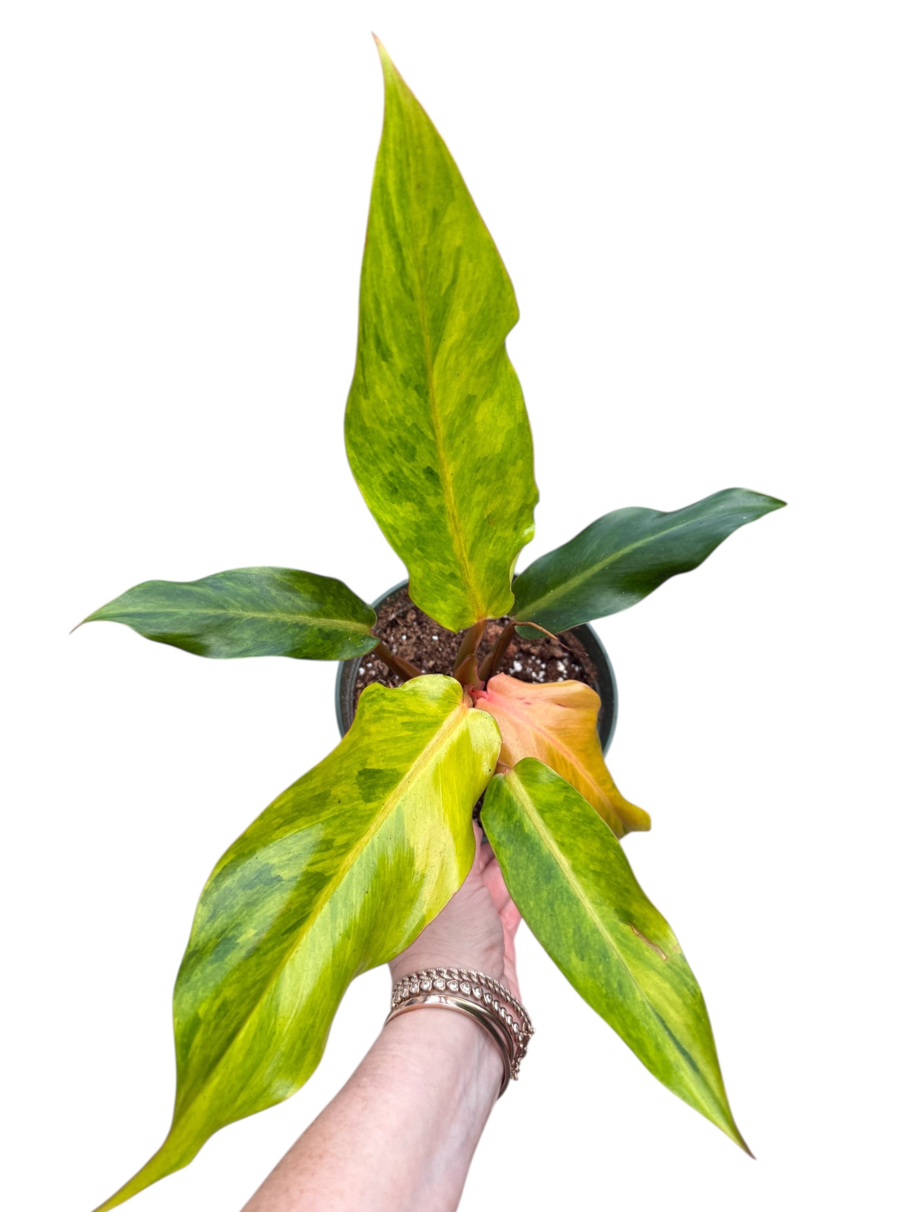 Rare Tropical Philodendron Orange Marmalade in 6 inch pot green leaves