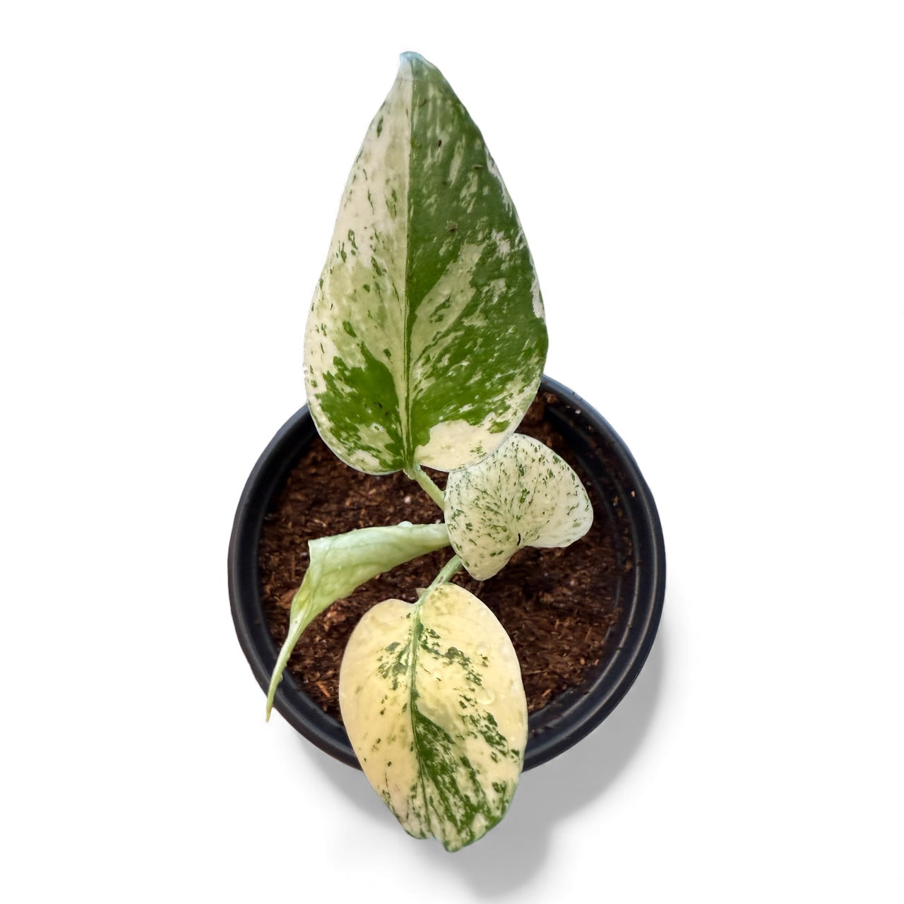 Variegated Monstera Creme Brulee – Plant Vault