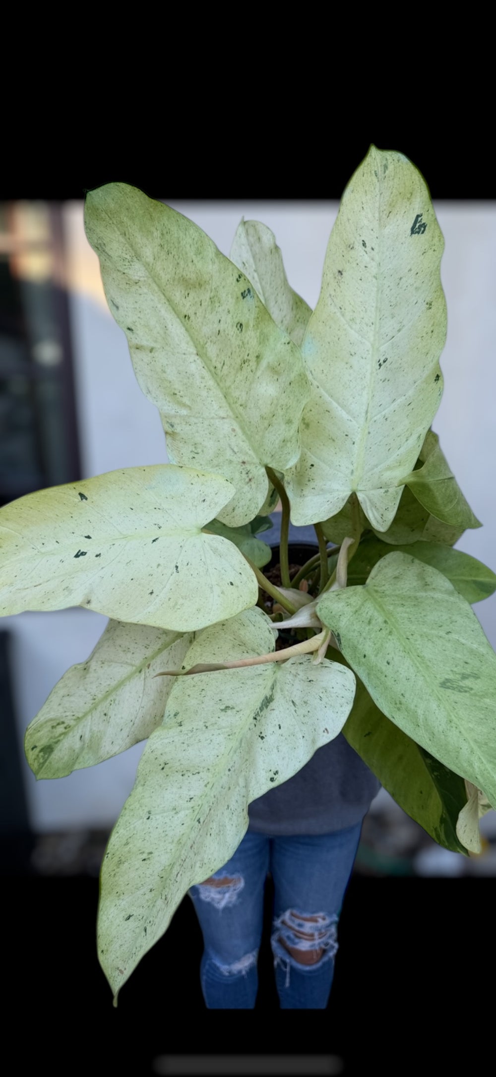 Philodendron Whipple Way
