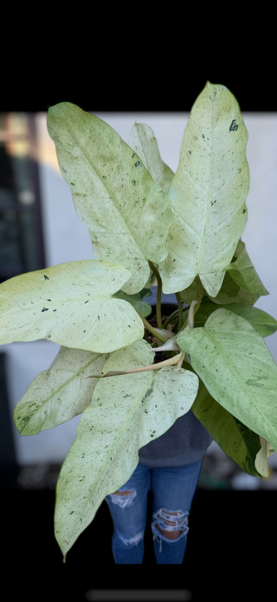 Philodendron Whipple Way
