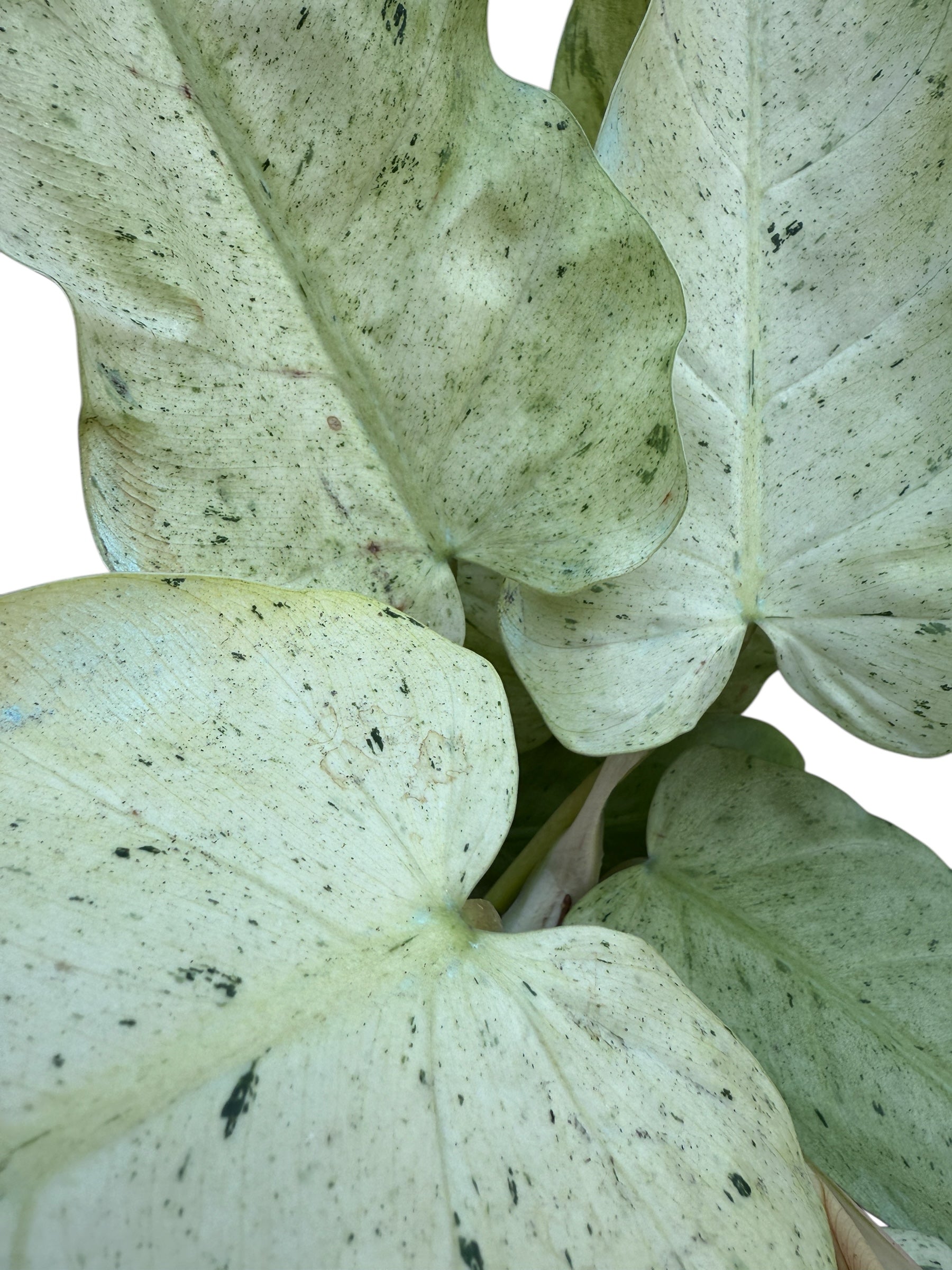 Philodendron Whipple Way – Plant Vault