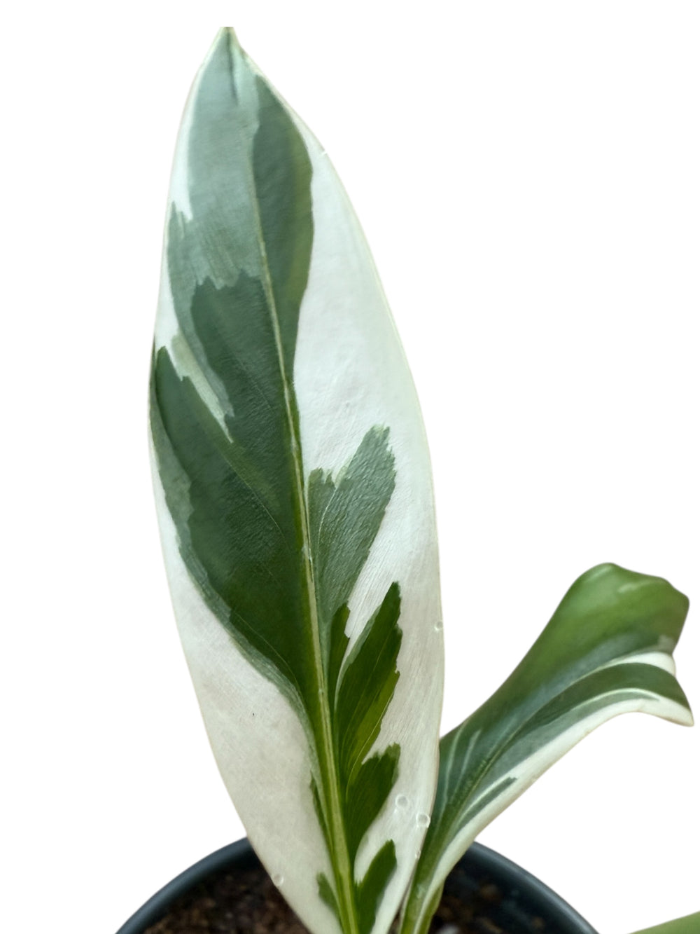 Variegated Banana Musa Flordia