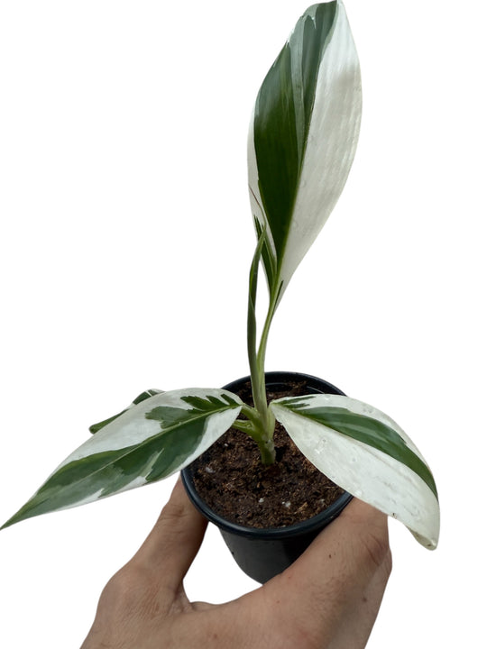 Variegated Banana Musa Flordia