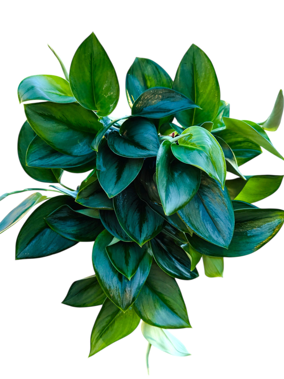 Scindapsis Treubii Dark Form