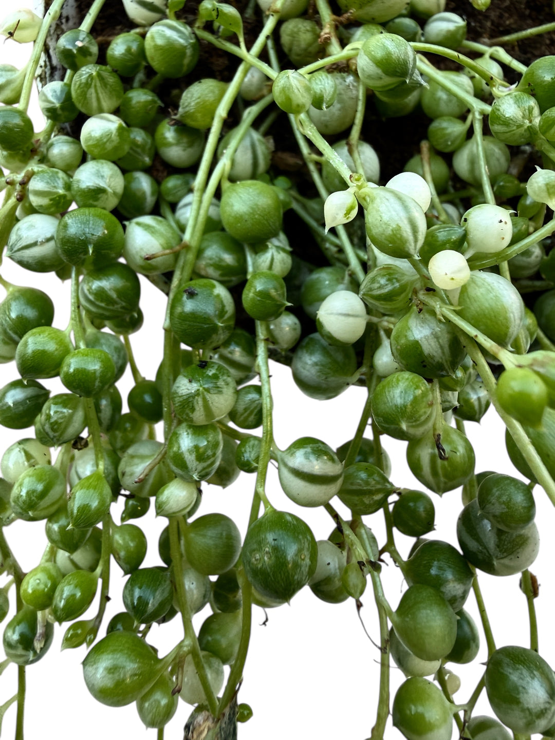 variegated string of pearls
