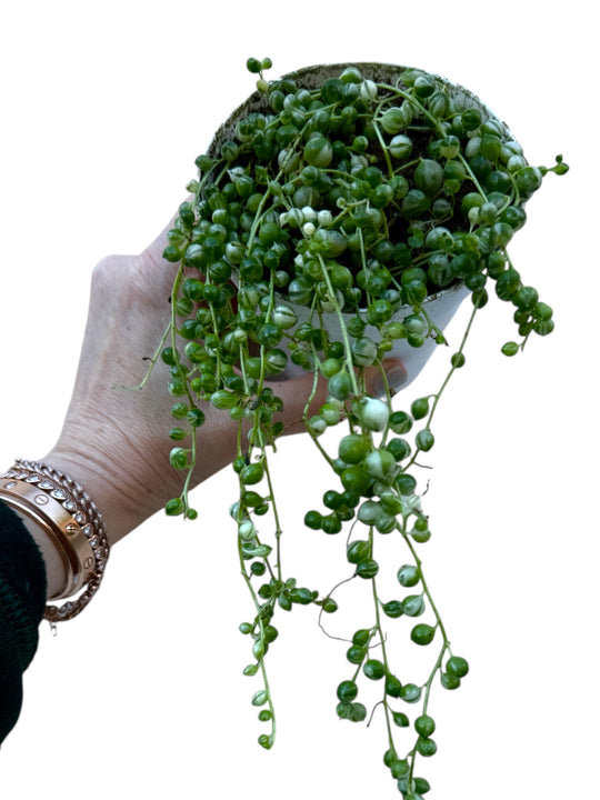 Variegated String of Pearls