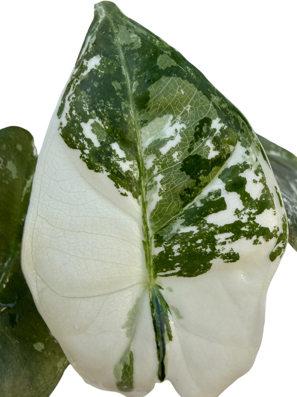 Alocasia Albo Frydek