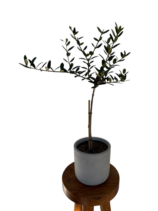 Olea Europaea Olive Topiary (live plant)
