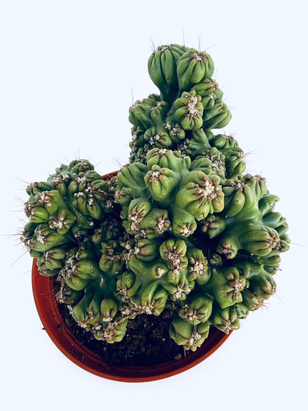succulents box cereus ming thing cereus forbesii monstrose Cereus forbesii monstrose 'Ming Thing' 2 Gal