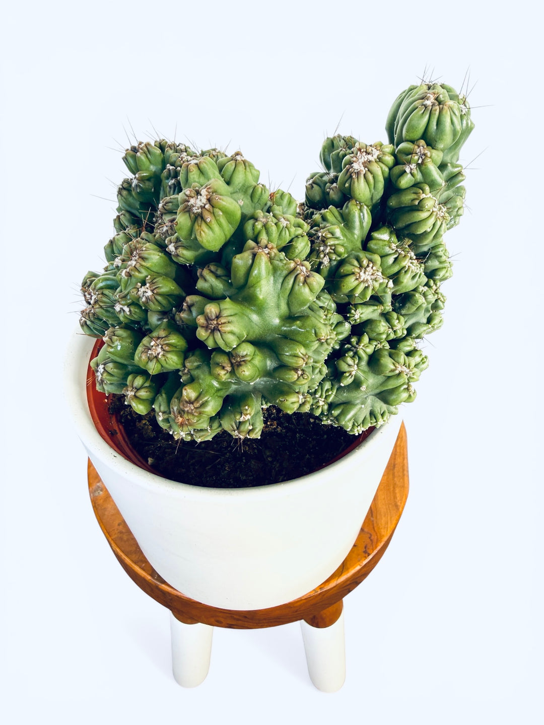 ming thing succulent Cereus forbesii monstrose "Ming Thing"