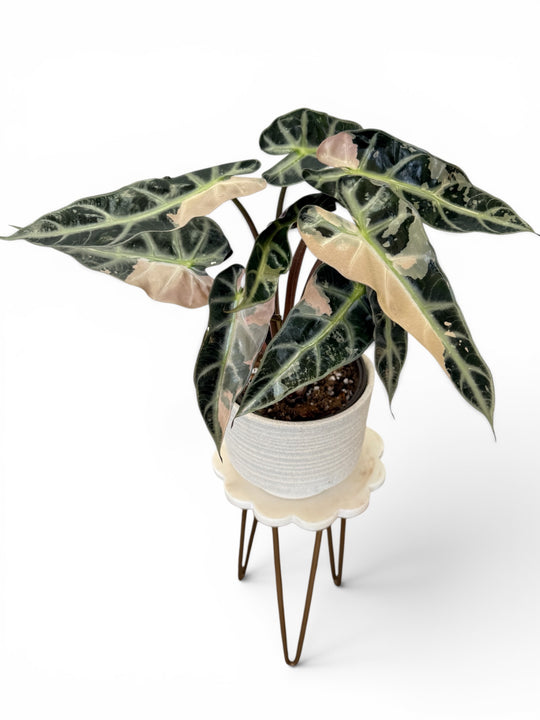 large pink alocasia bambino