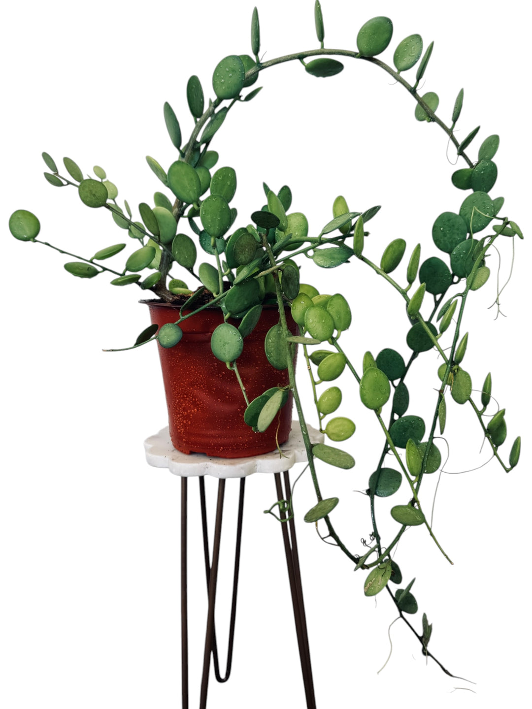 String of Coins, Silver Dollar Vine, Xerosicyos danguyi